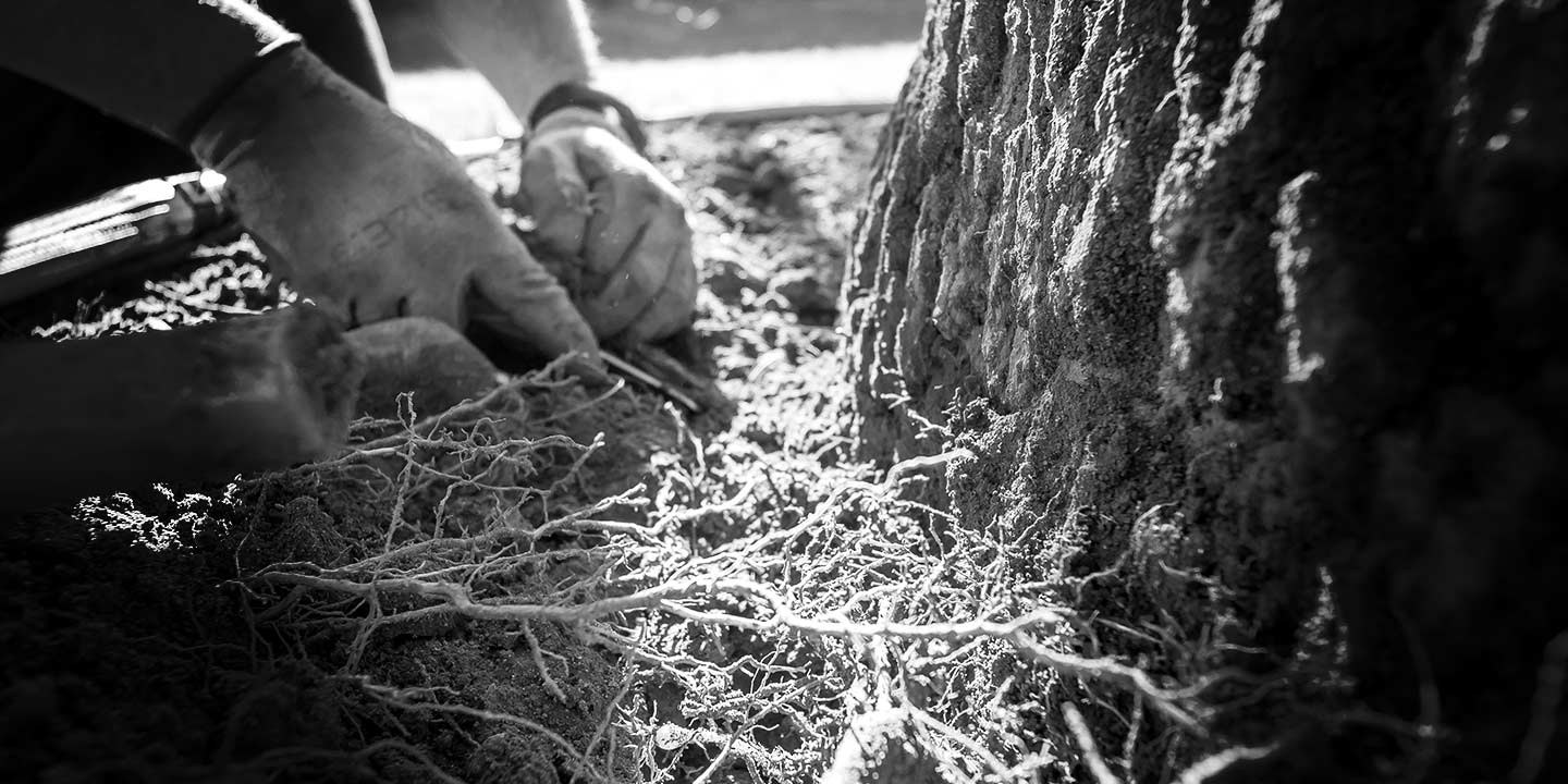 A tree with mulch volcano being excavated to expose the root collar.