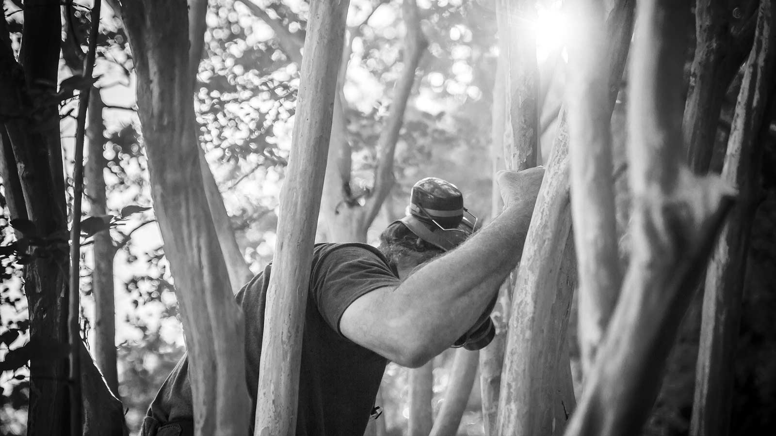 A grove of crape myrtle trees examined by a tree pruning specialist