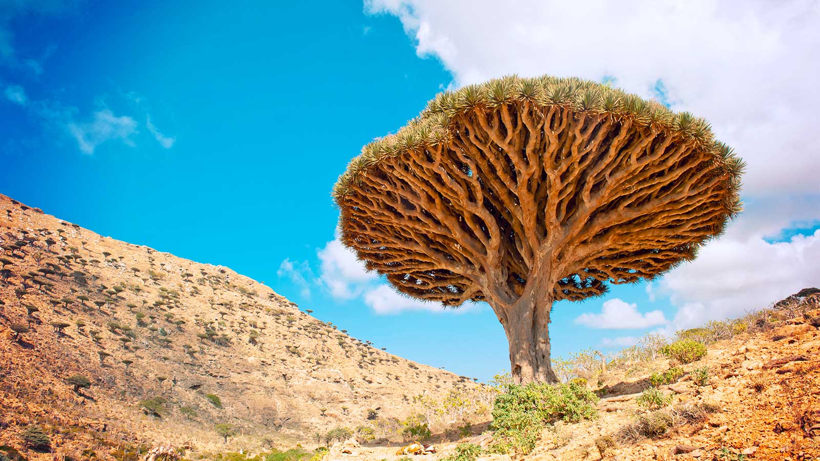 A unique dragon blood tree with distinctive red sap and unusual branching.
