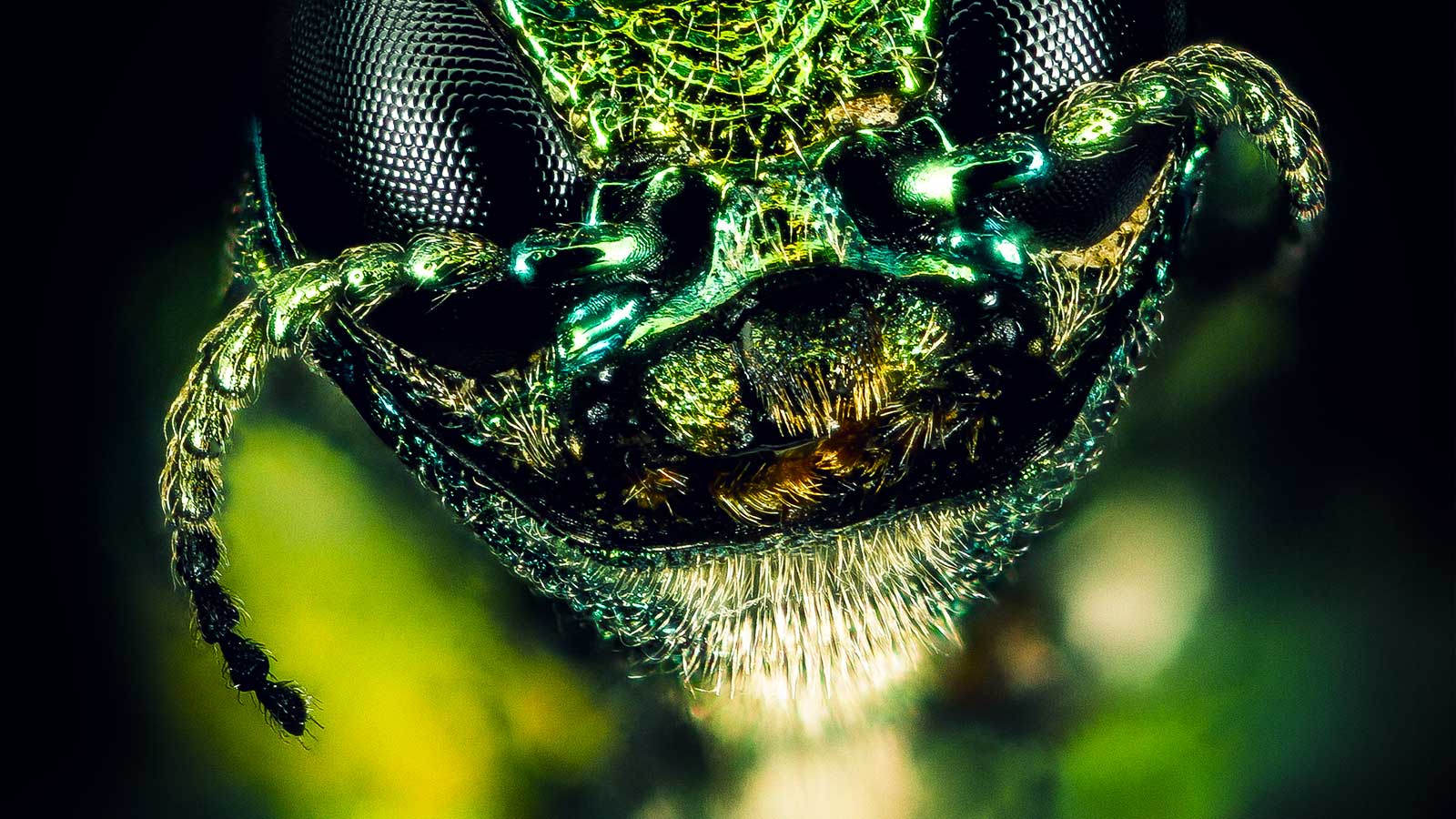 Emerald ash borer beetle threatening ash tree health.