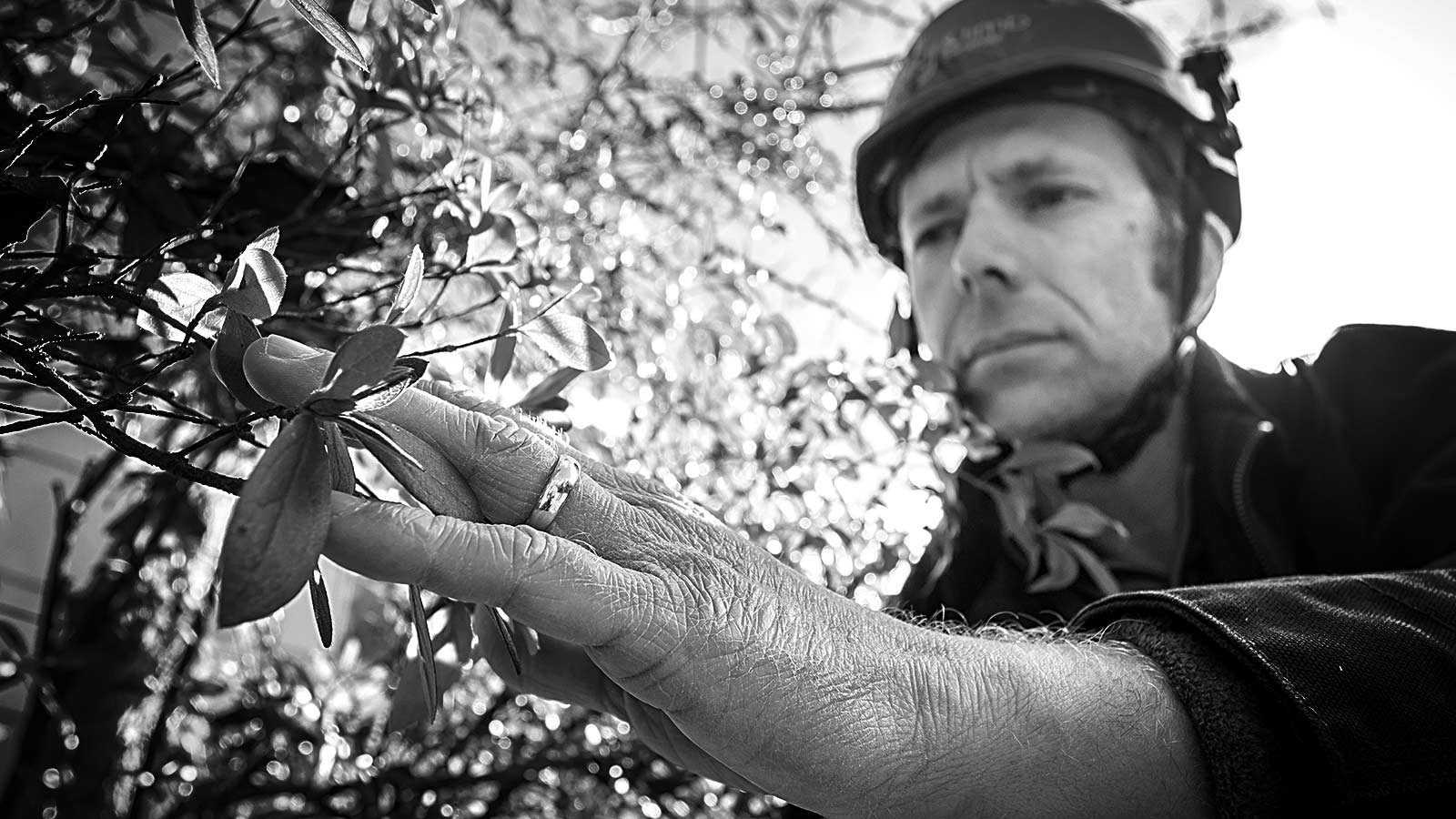 An arborist conducting a thorough tree and shrub inspection.