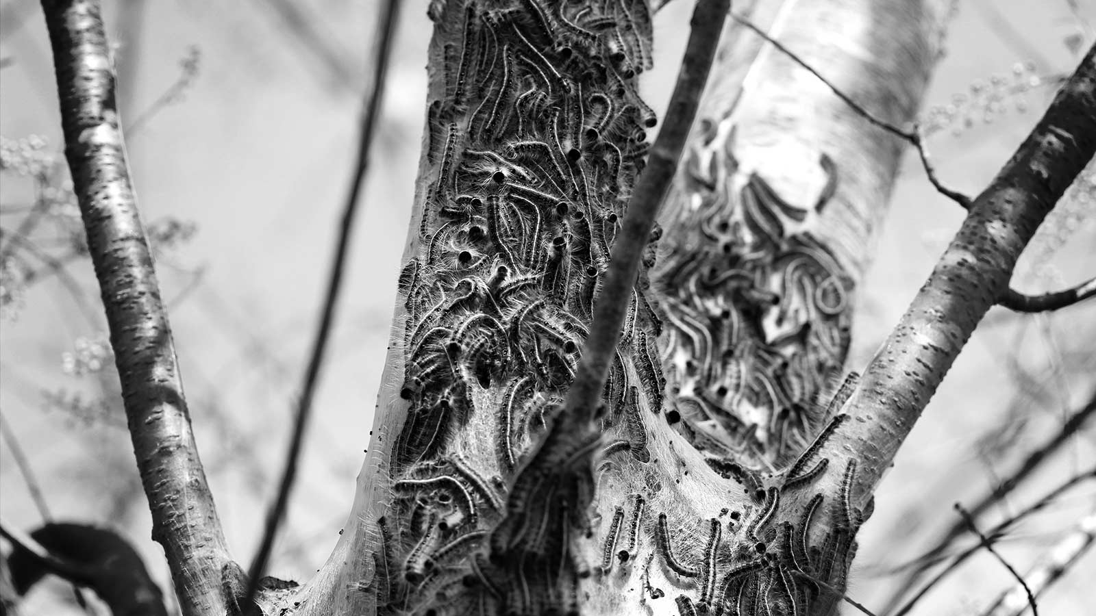 A tree with pest and insect control measures being applied.