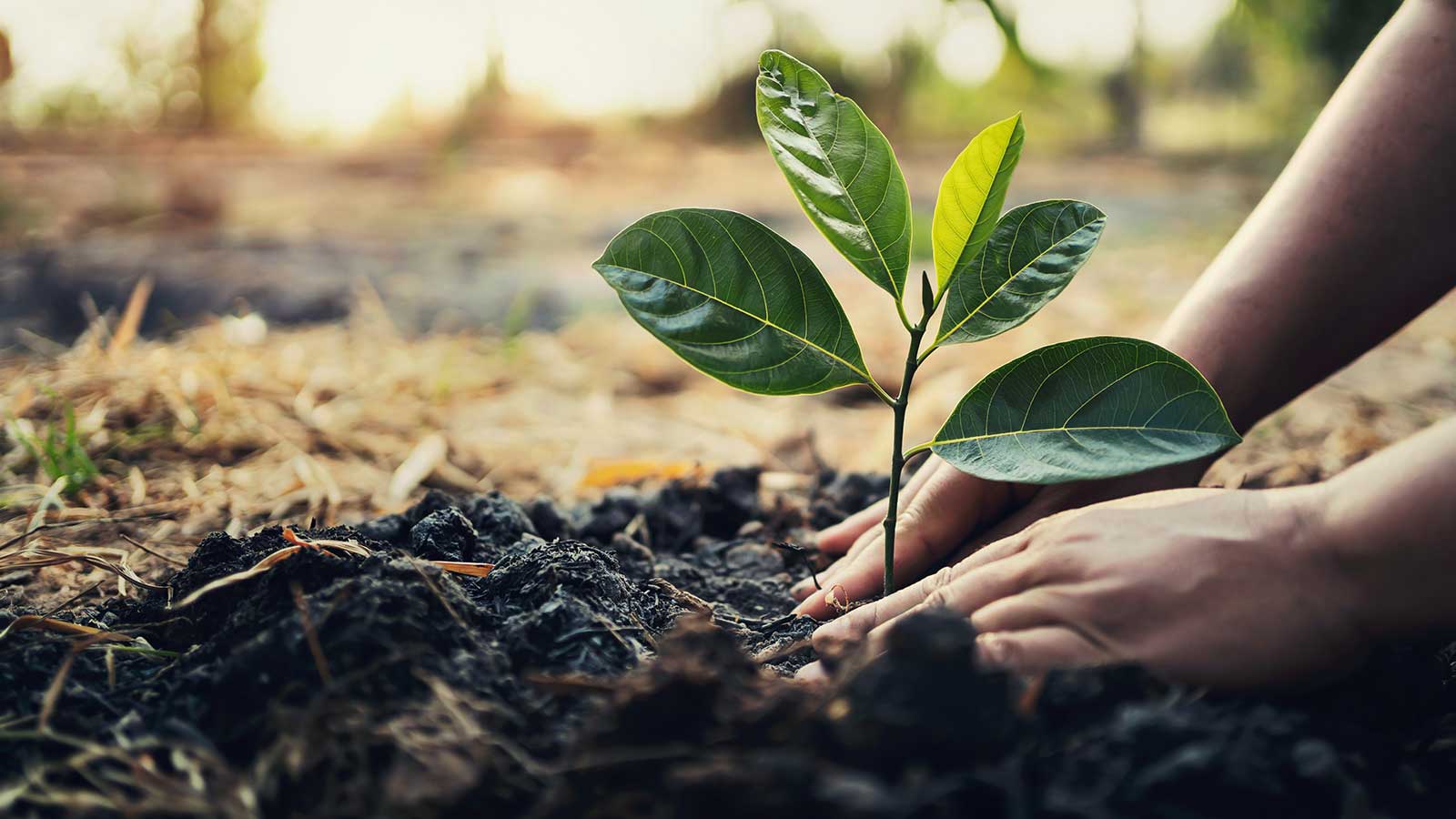 Hands planting a sapling tree