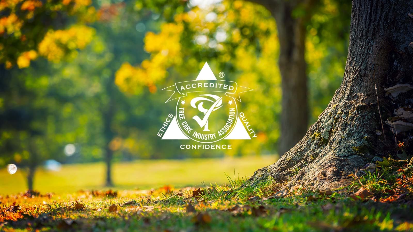 TCIA accreditation certificate showing professional tree care standards.