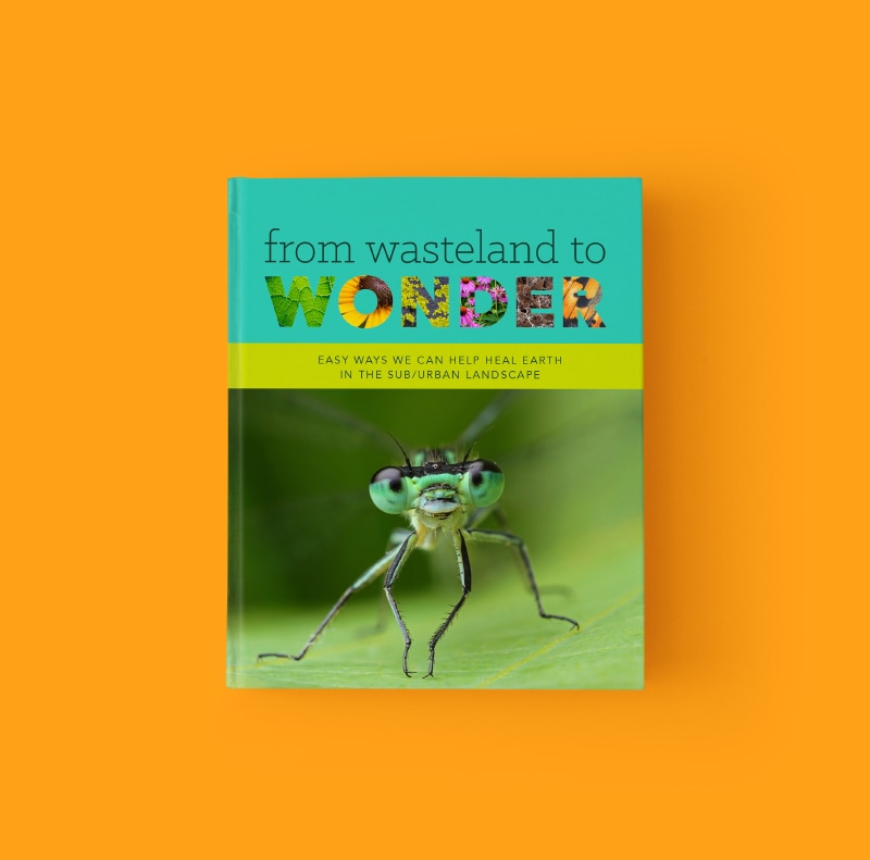 From Wasteland to Wonder book cover