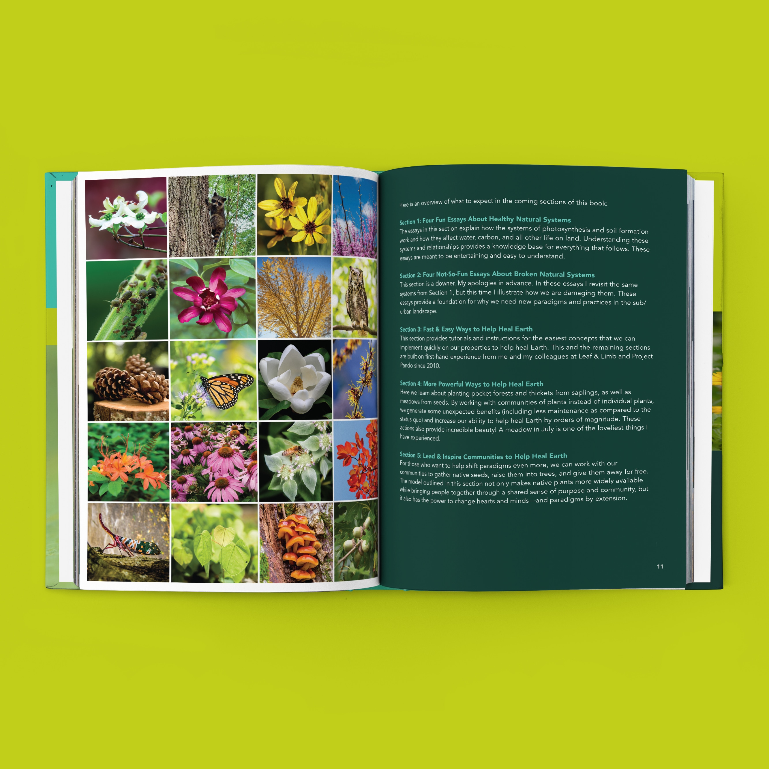 From Wasteland to Wonder book preview, featuring a table of contents and a grid of flowers, insects, animals, and fungi