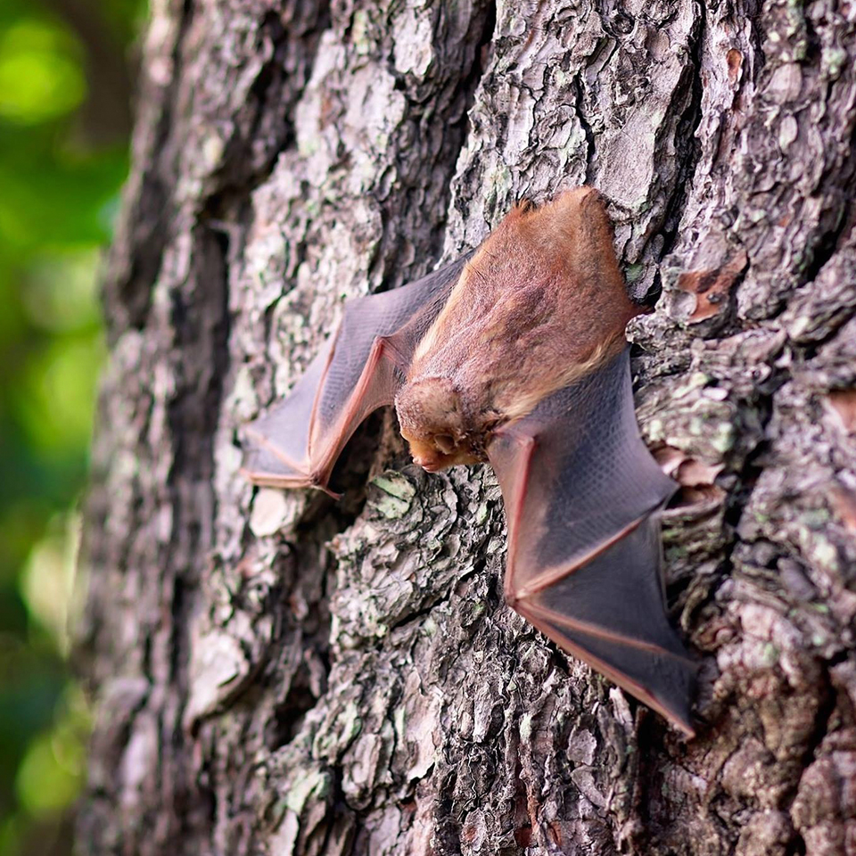 Bat, symbolizing biodiversity and ecosystem health