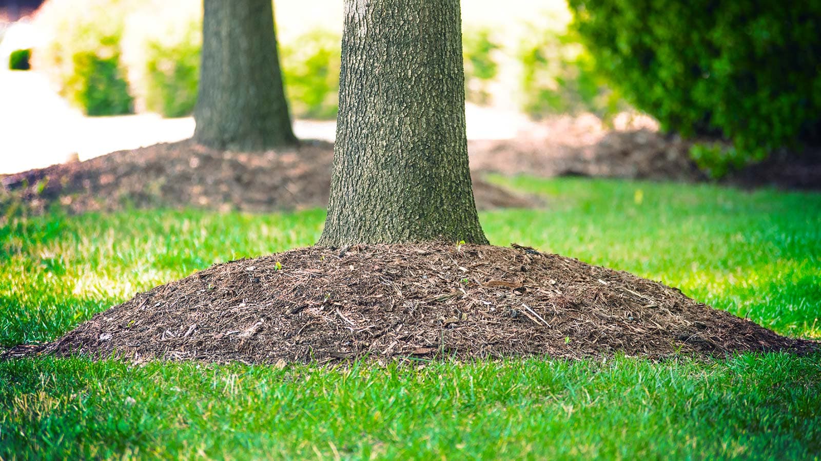 Tree with buried root collar before excavation