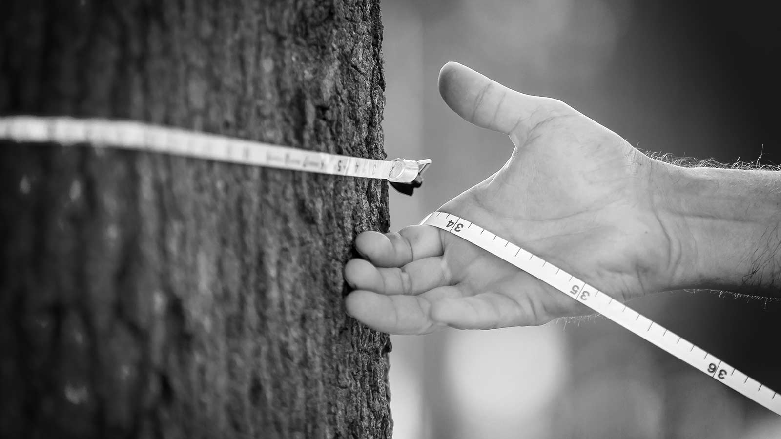 Tree consulting service, arborist with client