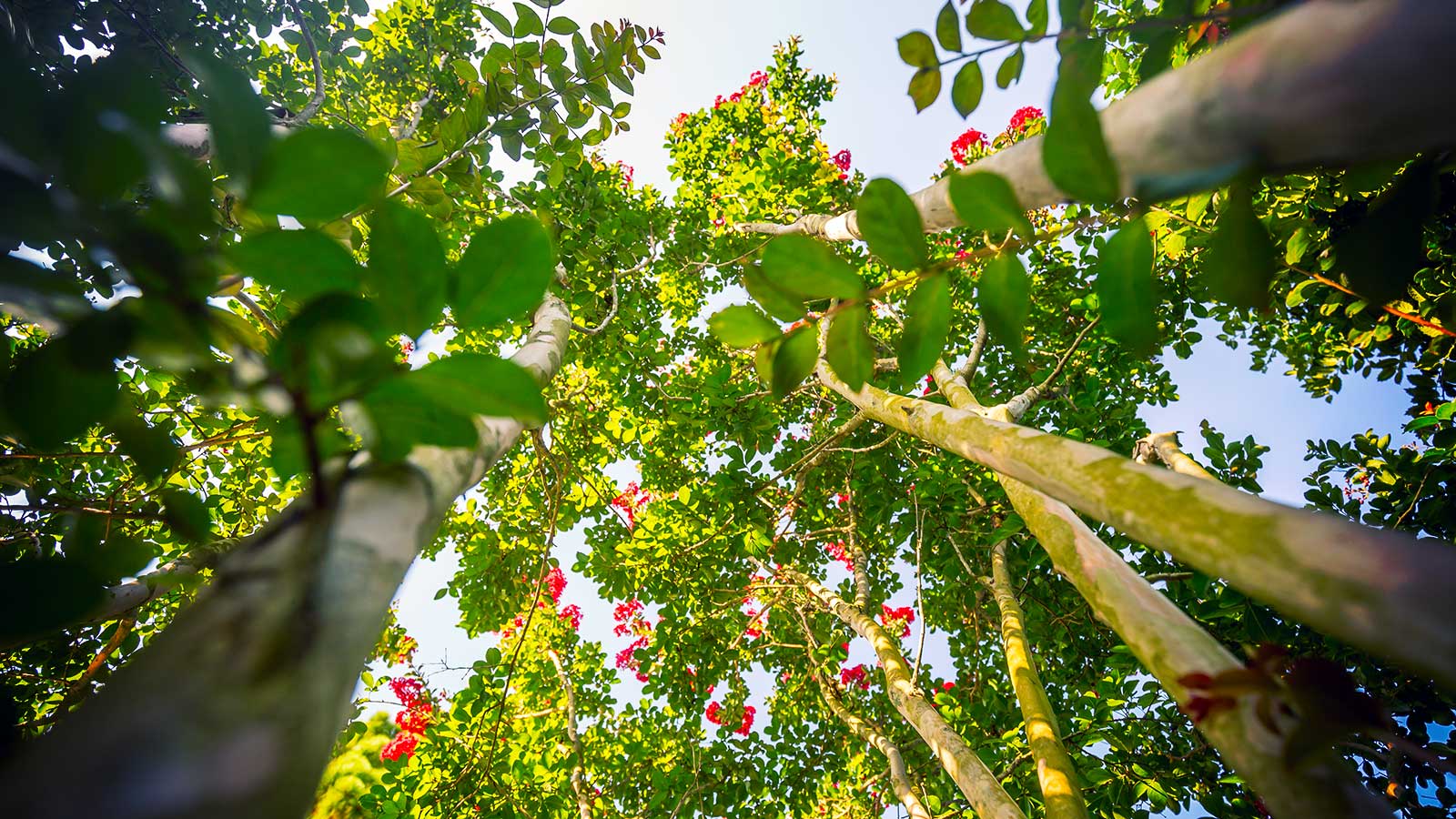 Crape myrtle tree with proper pruning cuts visible