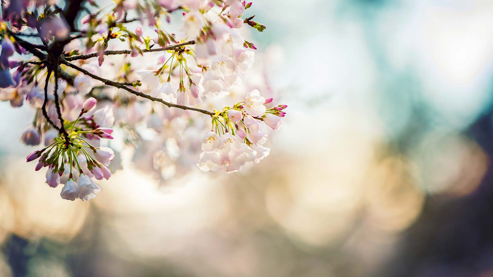 pink blossoms against a beautiful sky