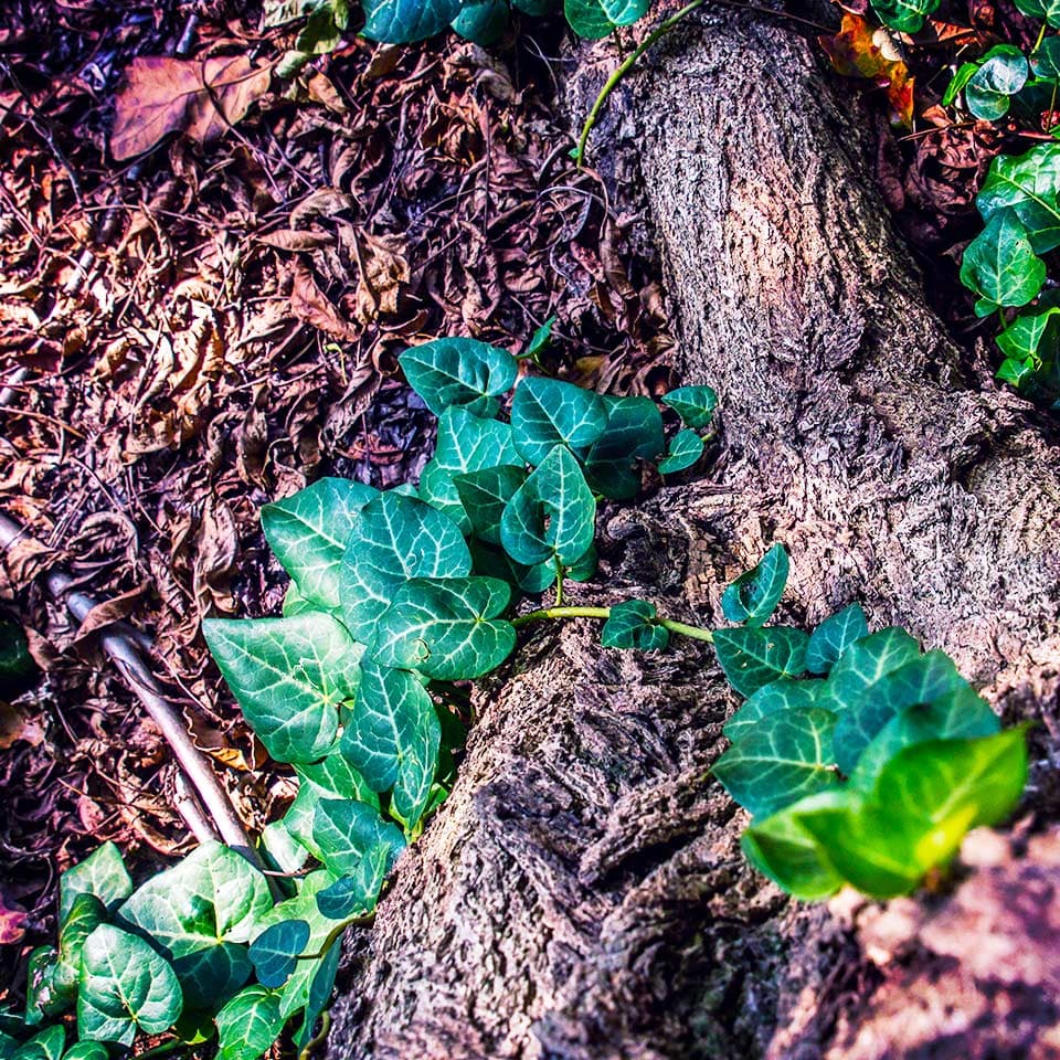 Deep root fertilization process for trees