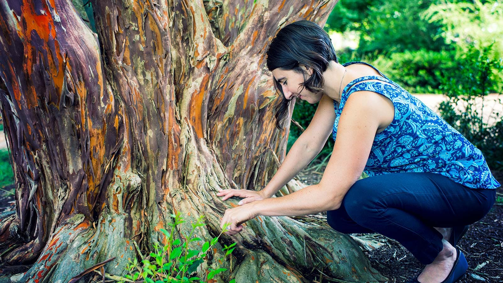 Healthy tree with vibrant green leaves
