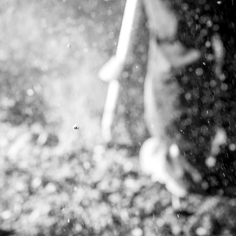 Healthy tree with strong branches