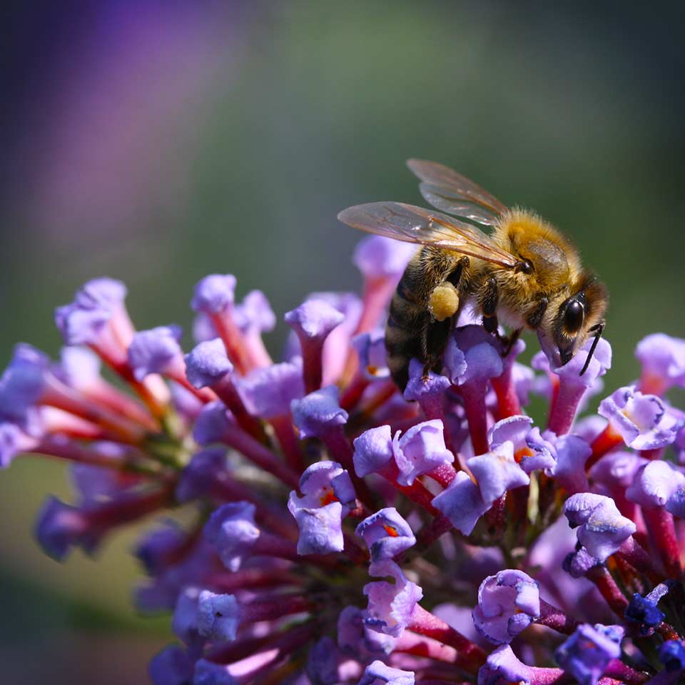 Bee pollinating lilac flower, symbolizing environmental care