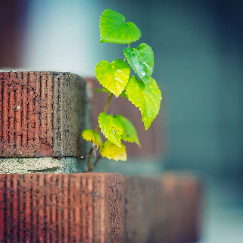 a small plant growing from the cracks of a brick surface