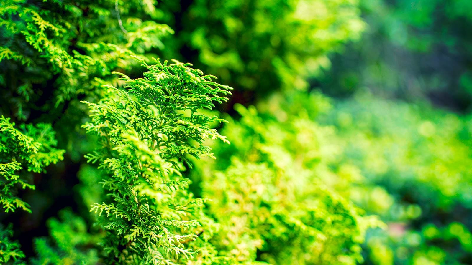 Tree planting service, newly planted sapling