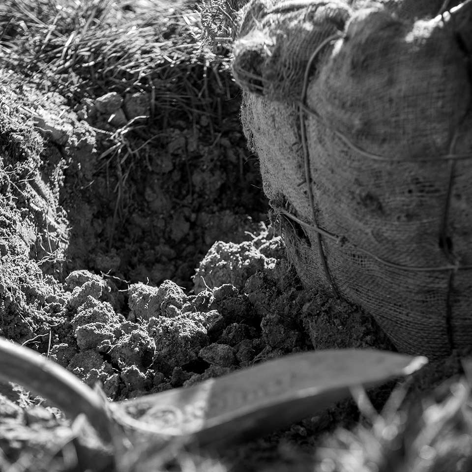 Placing a young tree in a wide planting hole