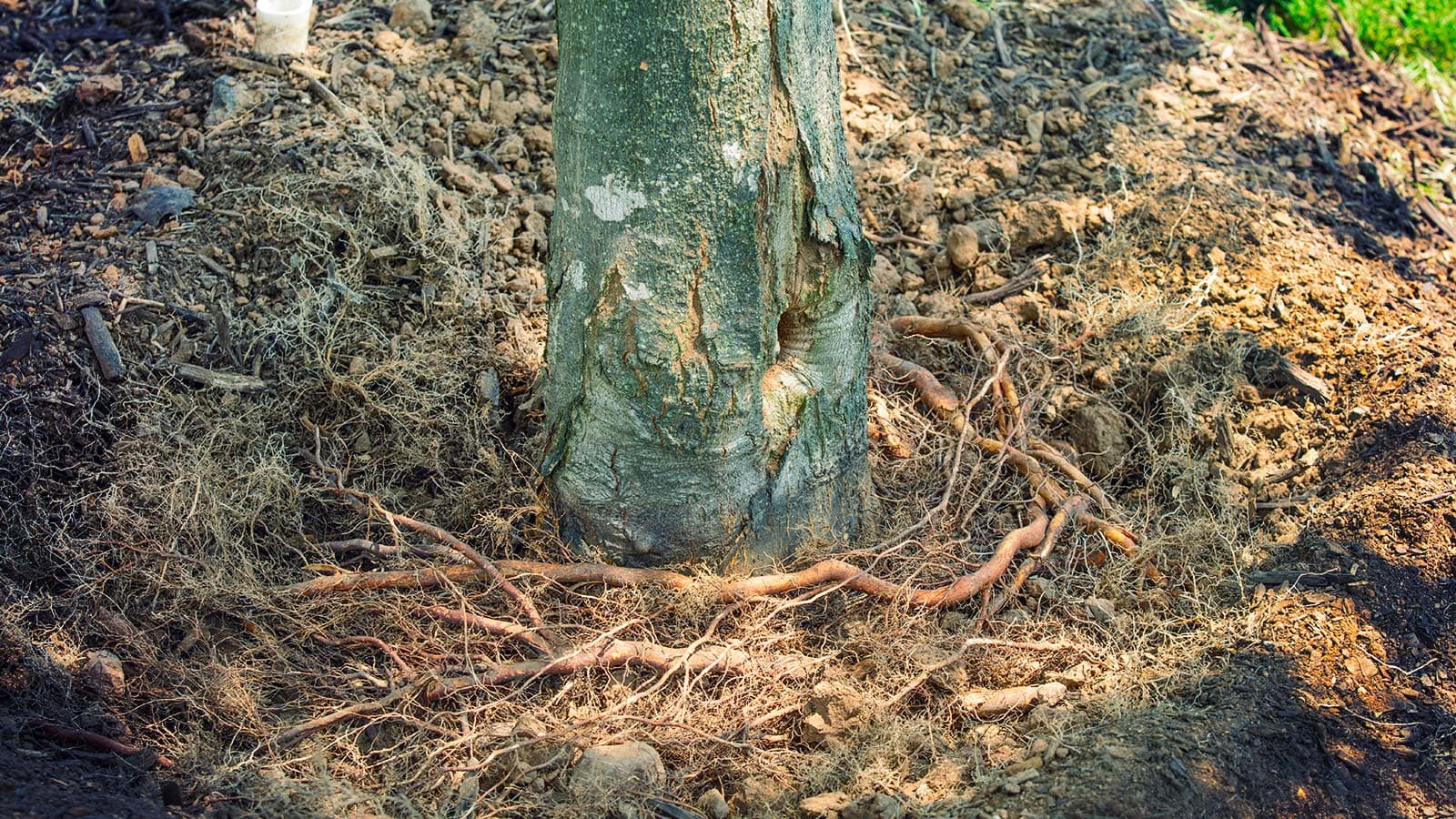 Exposing the root collar of a newly planted tree