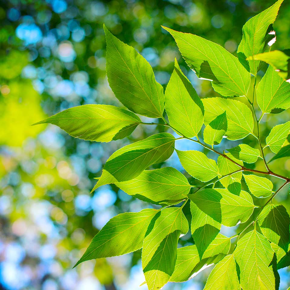 Healthy trees increasing property value