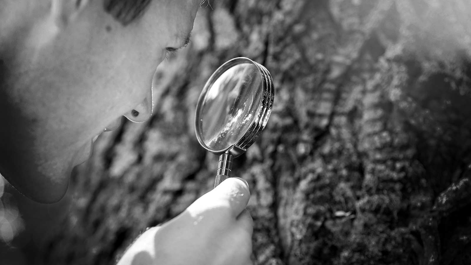 Tree care expert examining tree on residential property