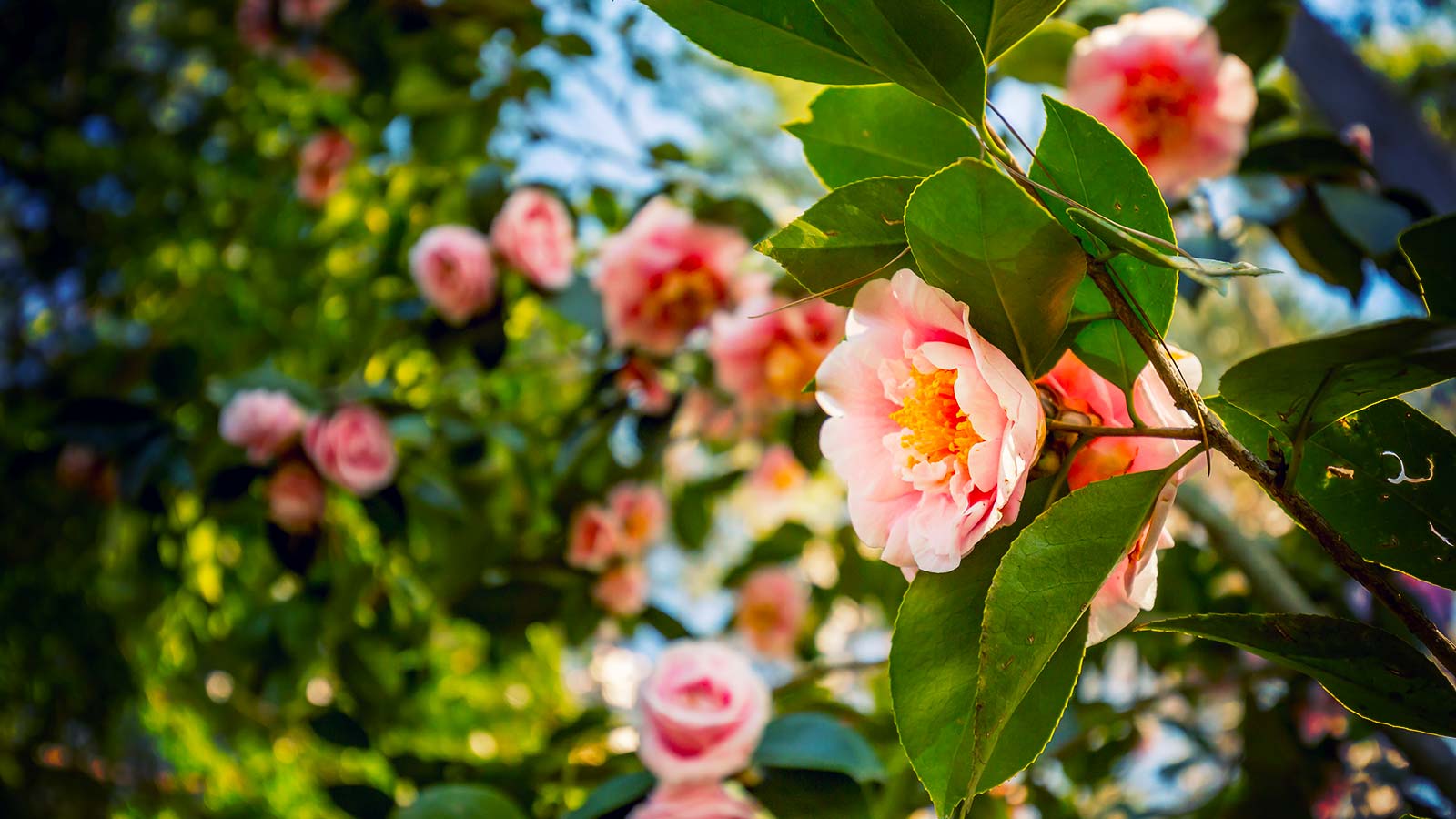 Tree pruning service, healthy pruned tree