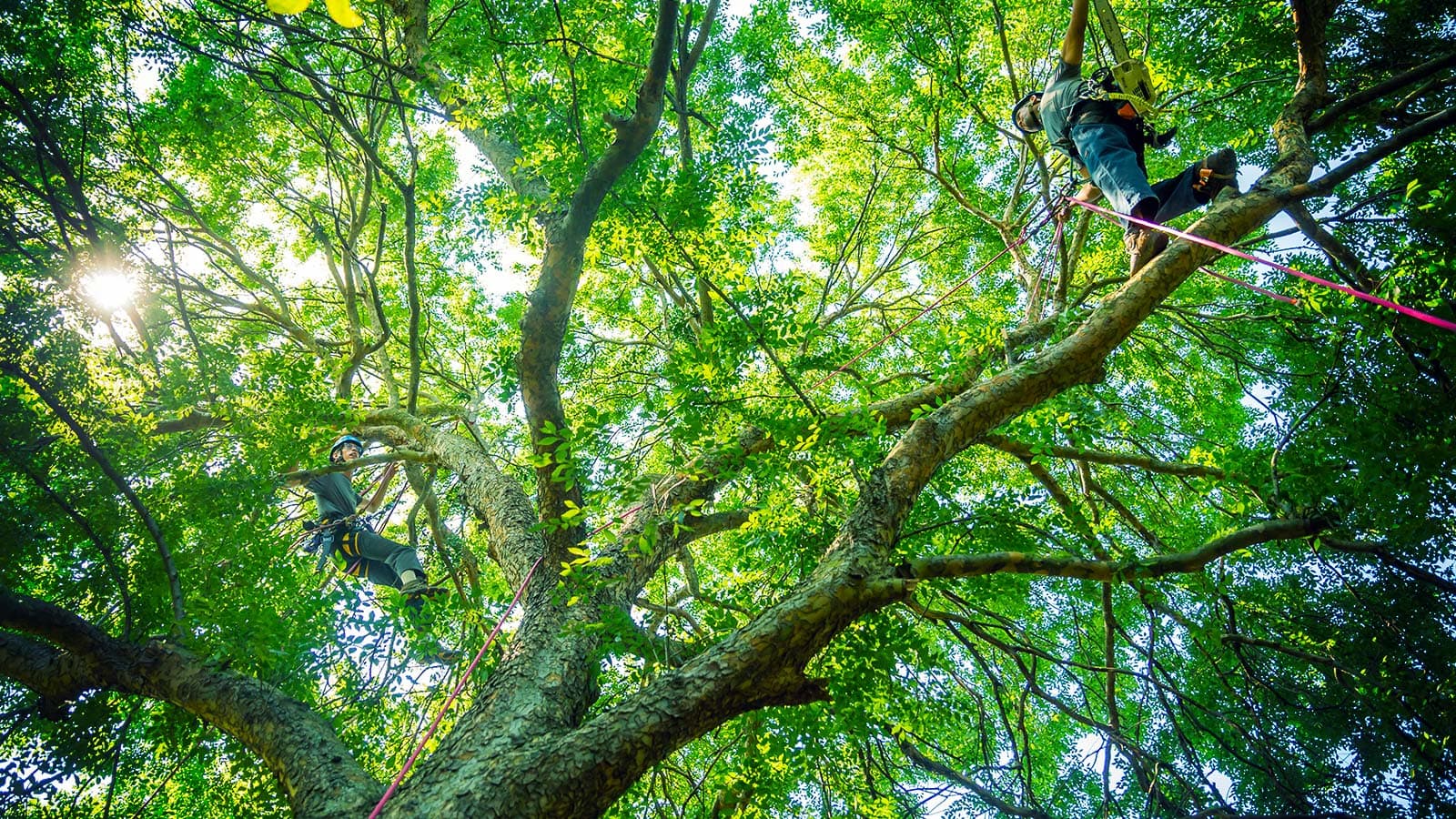 Tree pruning service, arborist trimming branches