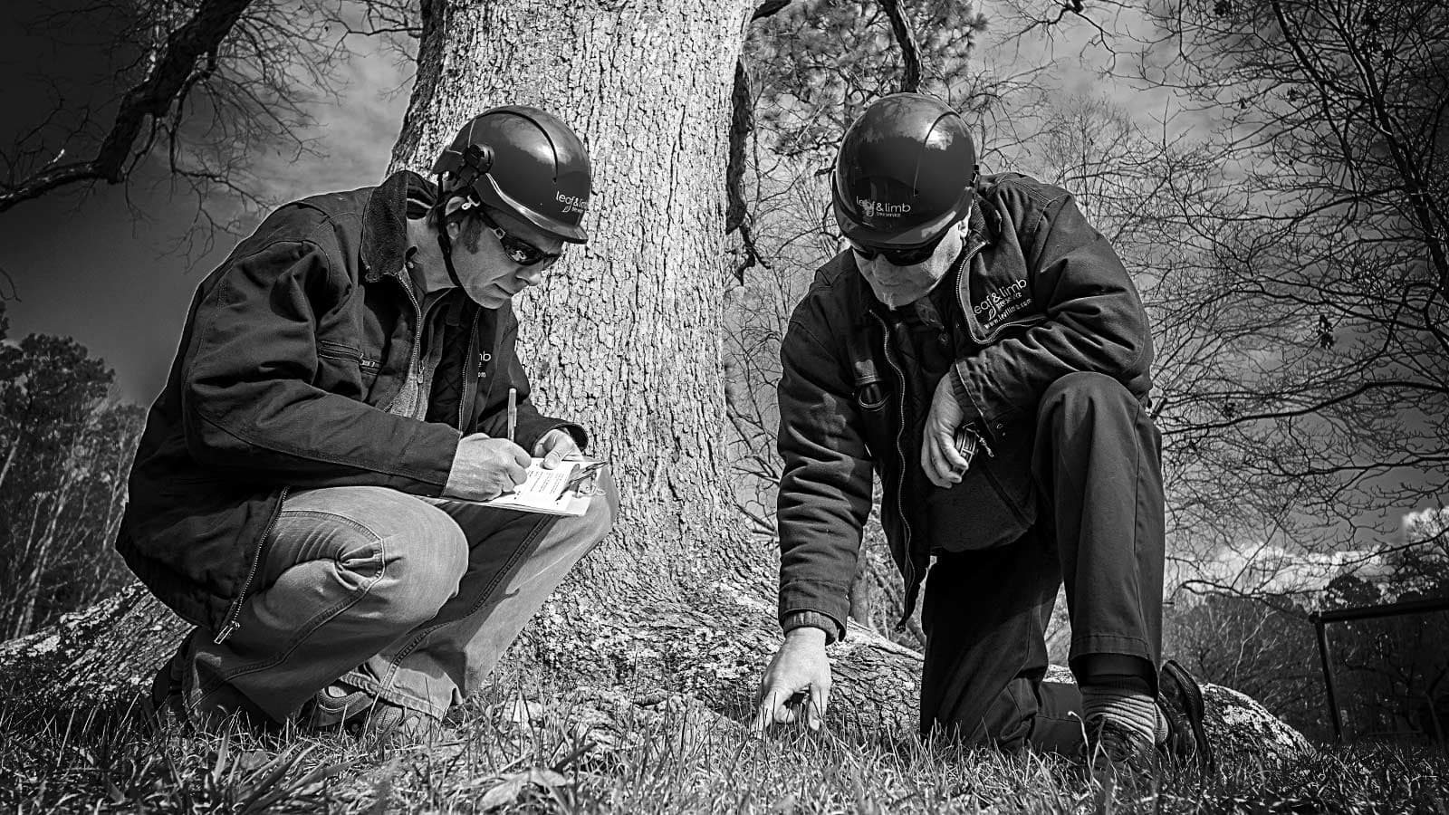 Tree risk assessment, arborist evaluating tree stability