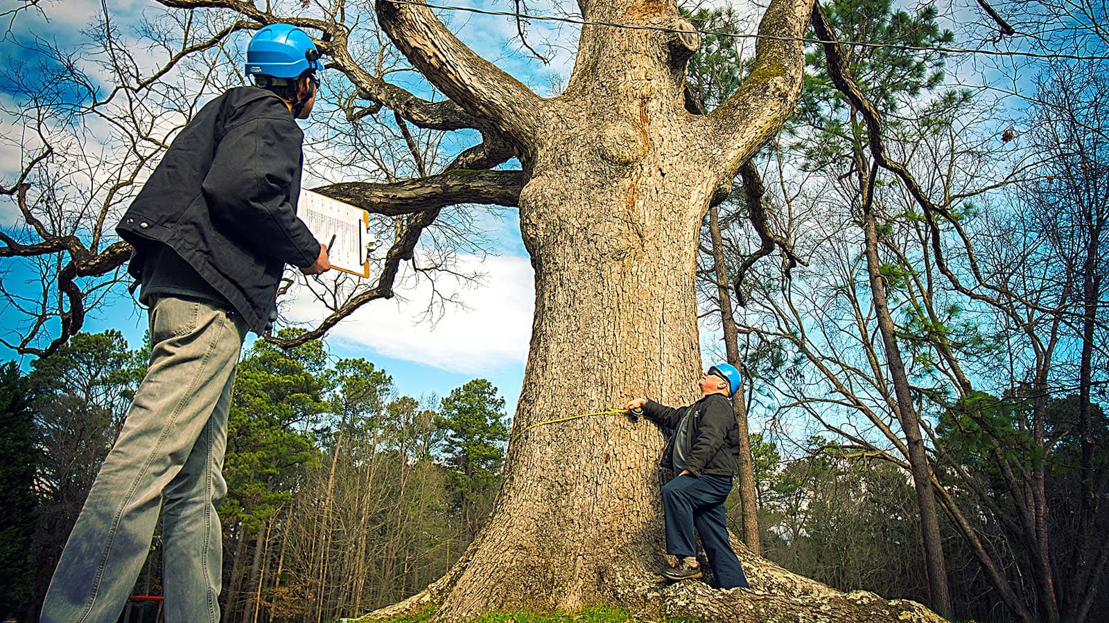 Tree risk management, inspecting tree for hazards