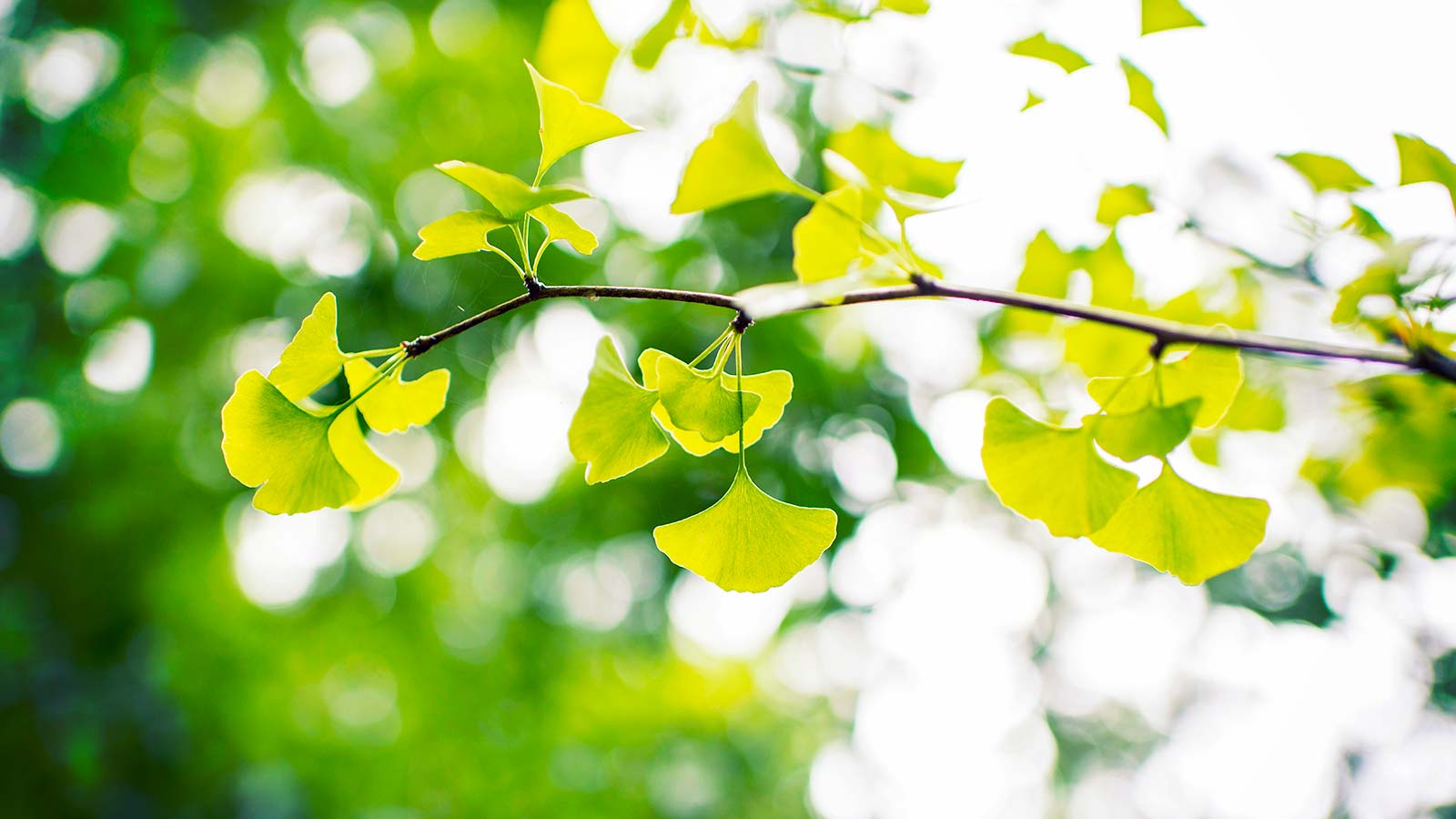 Ginko tree in the sunlight