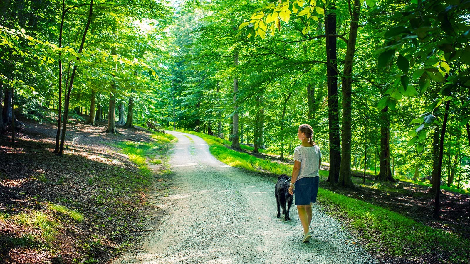 Tree care professional inspecting a healthy tree