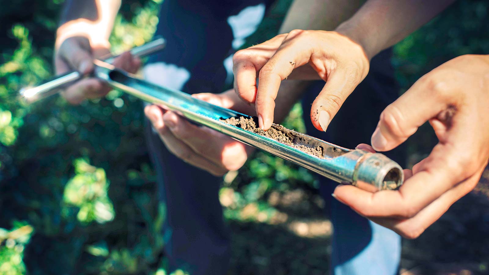 Treecologist at work, examining a tree