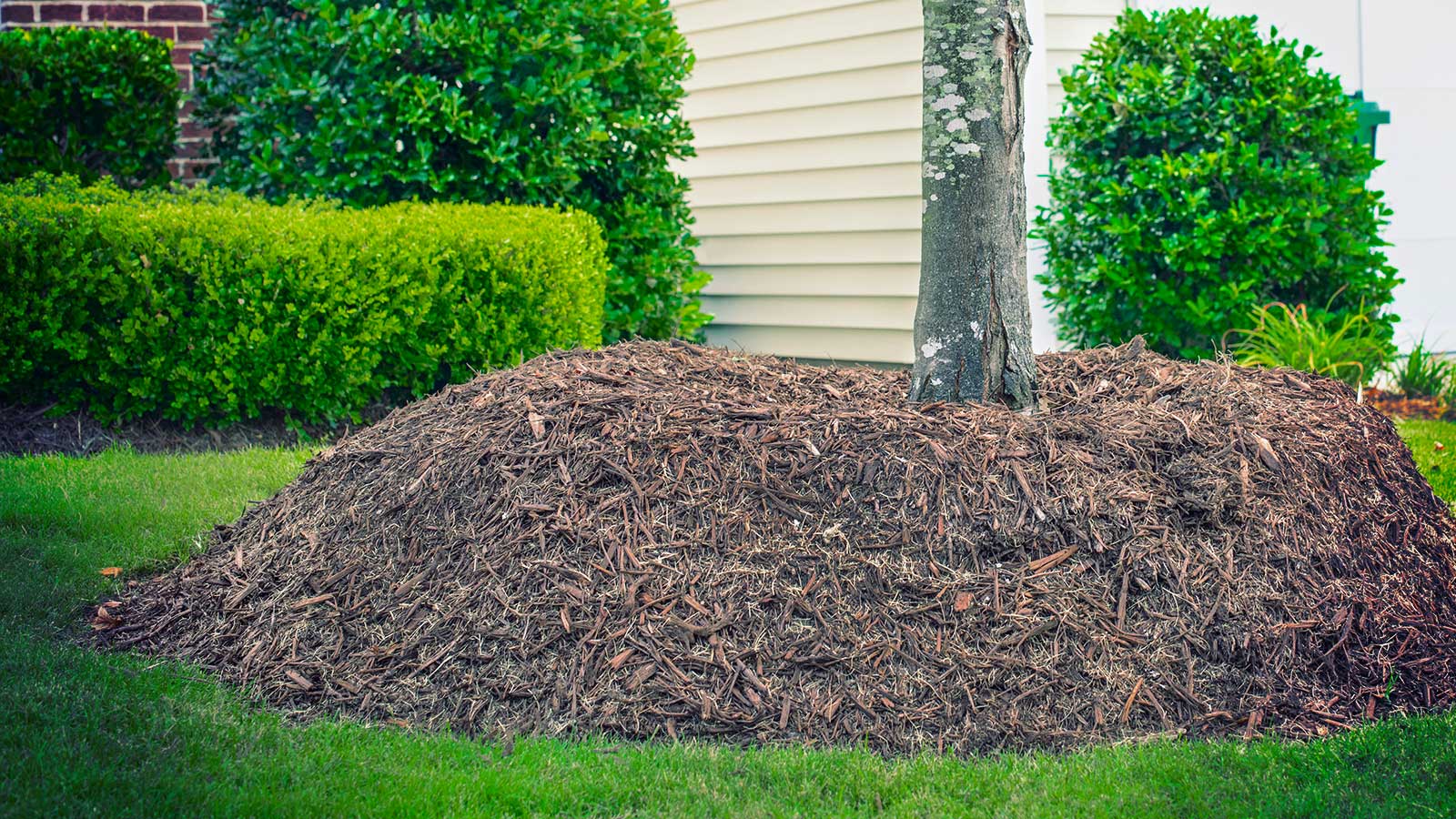 Mulch volcano piled around base of a tree