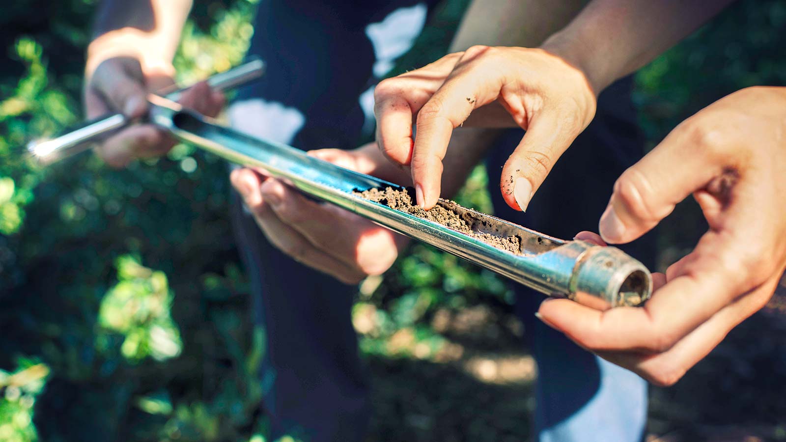 Soil food web diagram illustrating underground organisms