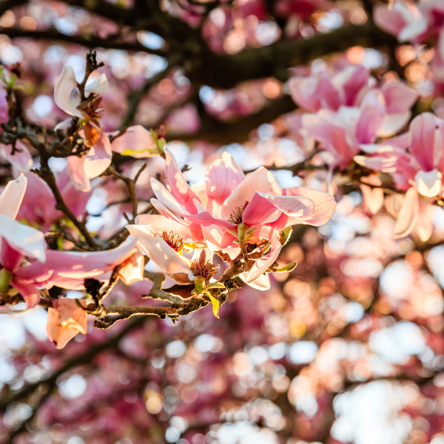 Magnolia tree in bloom