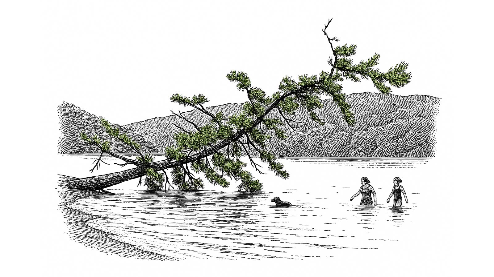 Peaceful forest scene evoking lifelong connection to trees