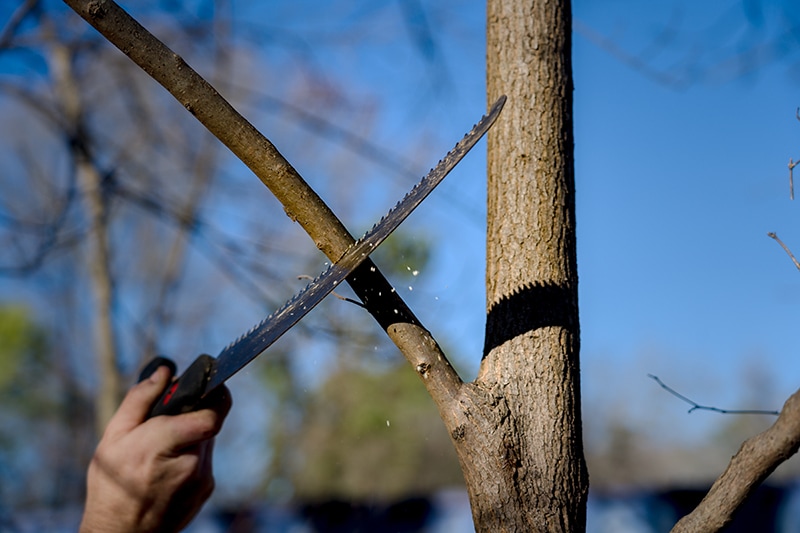 First pruning cut, showing a saw incompletely cutting a branch 3 inches from the branch collar