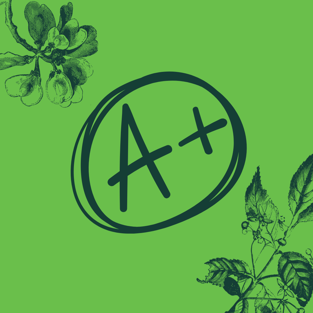 Pruning aimed at developing strong tree architecture—typically encouraging a single dominant leader, reducing competing limbs, managing limb spacing, and shortening overly long branches to reduce the risk of failure. Best done when the tree is young and may need to be done every 2 or 3 years until the structure is strong. The only type of pruning that is done solely for the tree’s benefit.