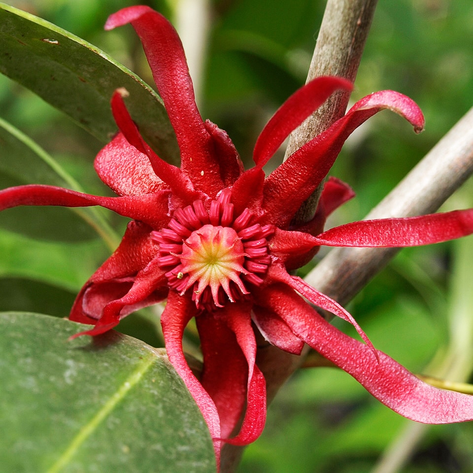 Anise shrub with star-shaped leaves