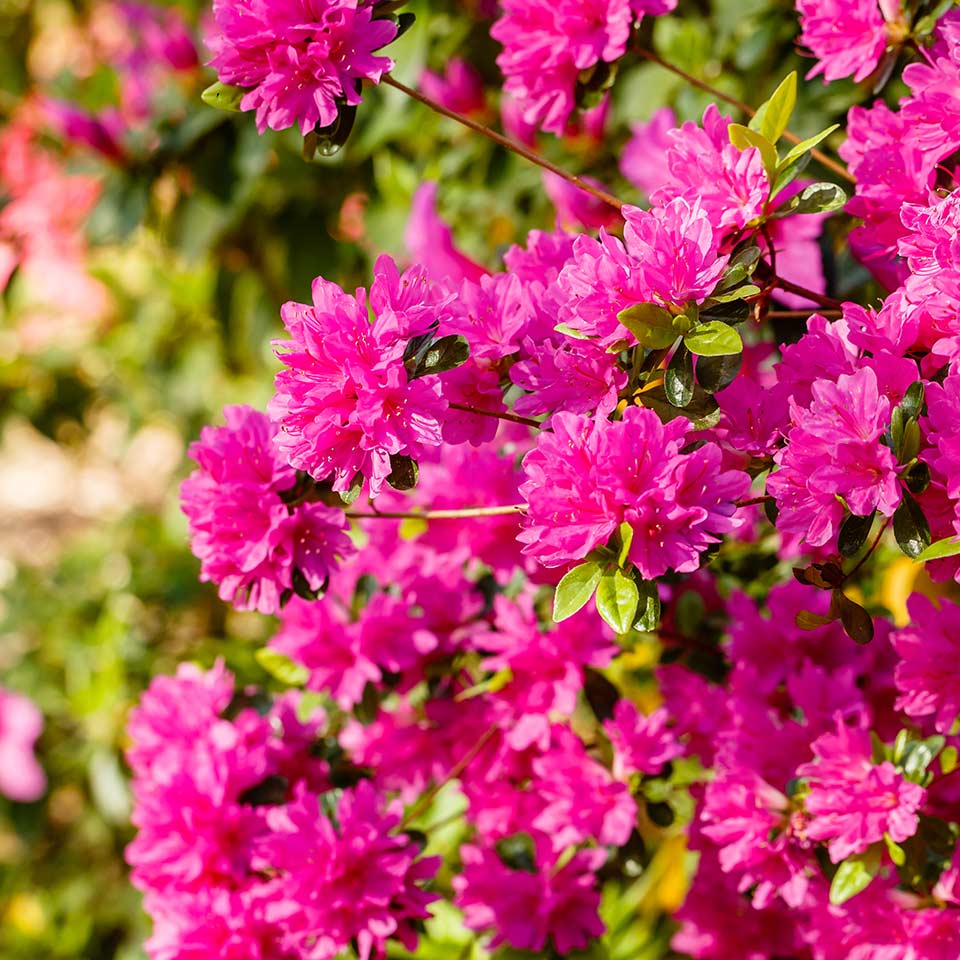 Azalea shrub in bloom, example of plant to monitor with rain gauge