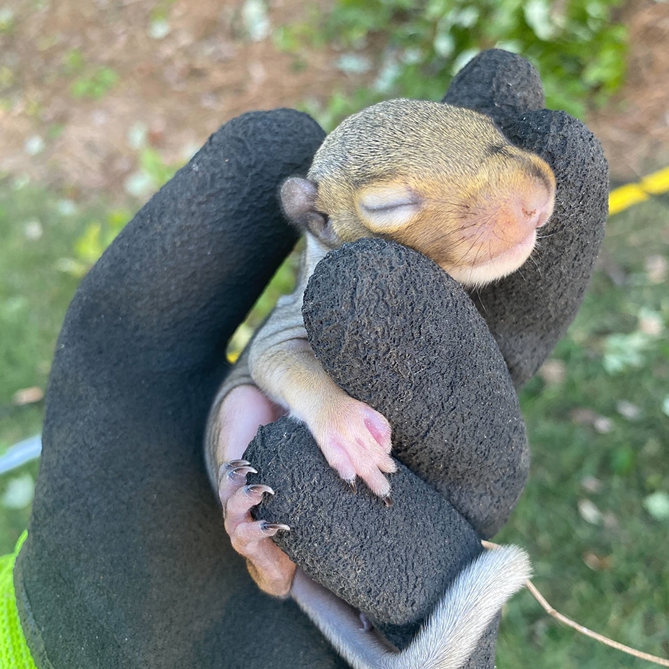 A baby squirrel fell out of its nest, but our climbers made sure it was safely returned.