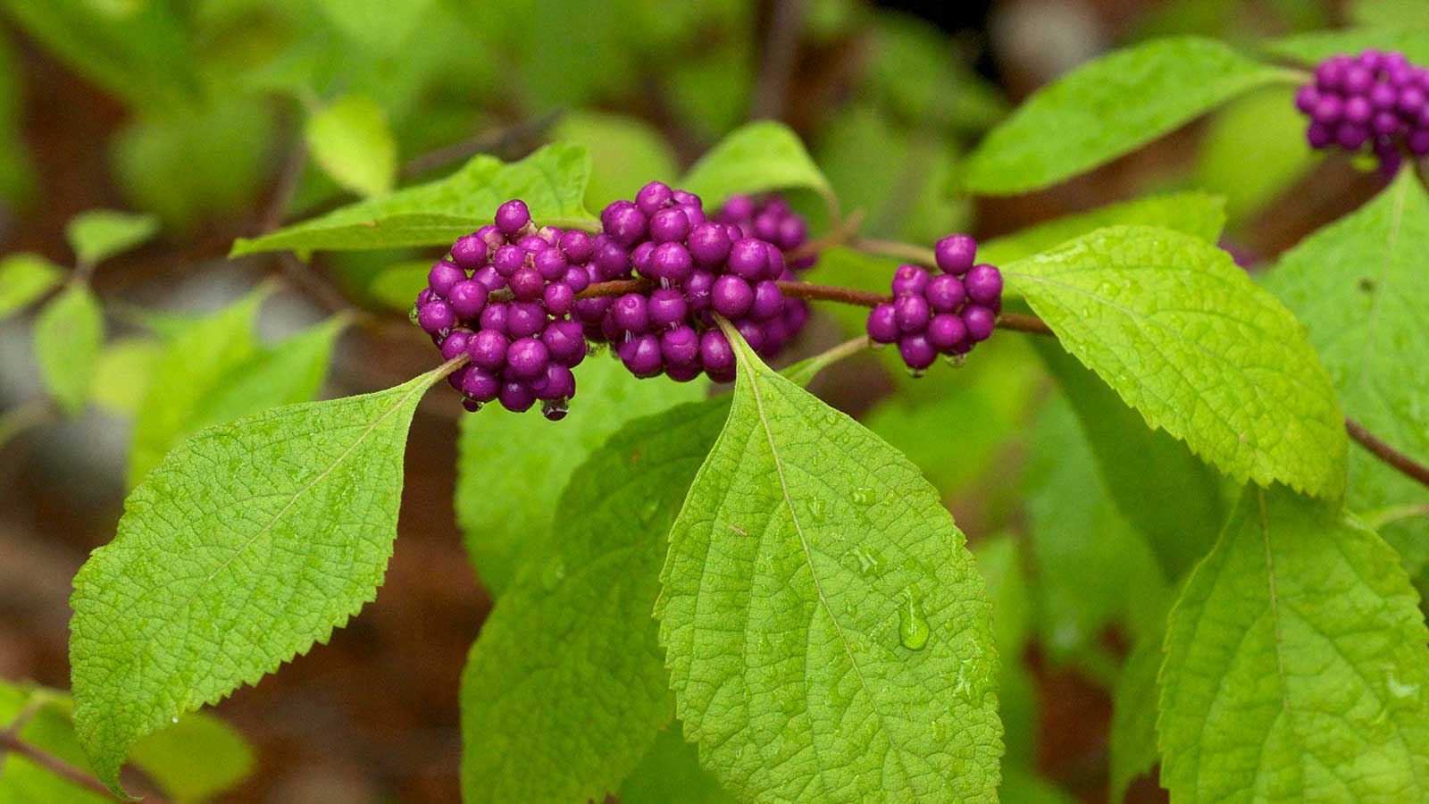 Native shrubs thriving in North Carolina gardens.