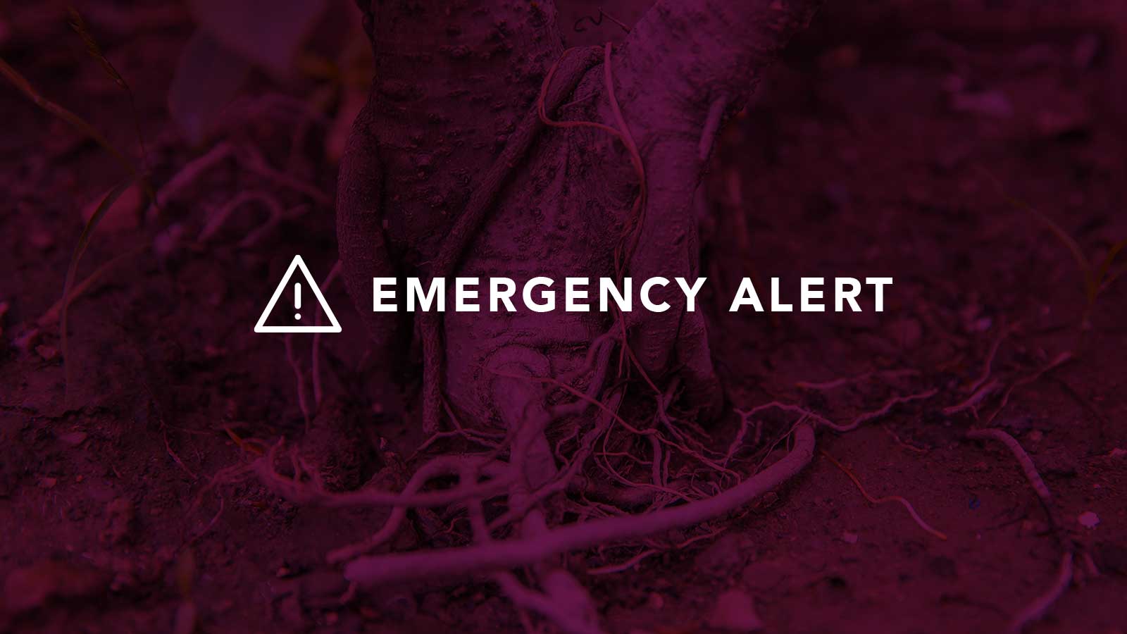 Emergency alert system for mulch volcano damage to trees.
