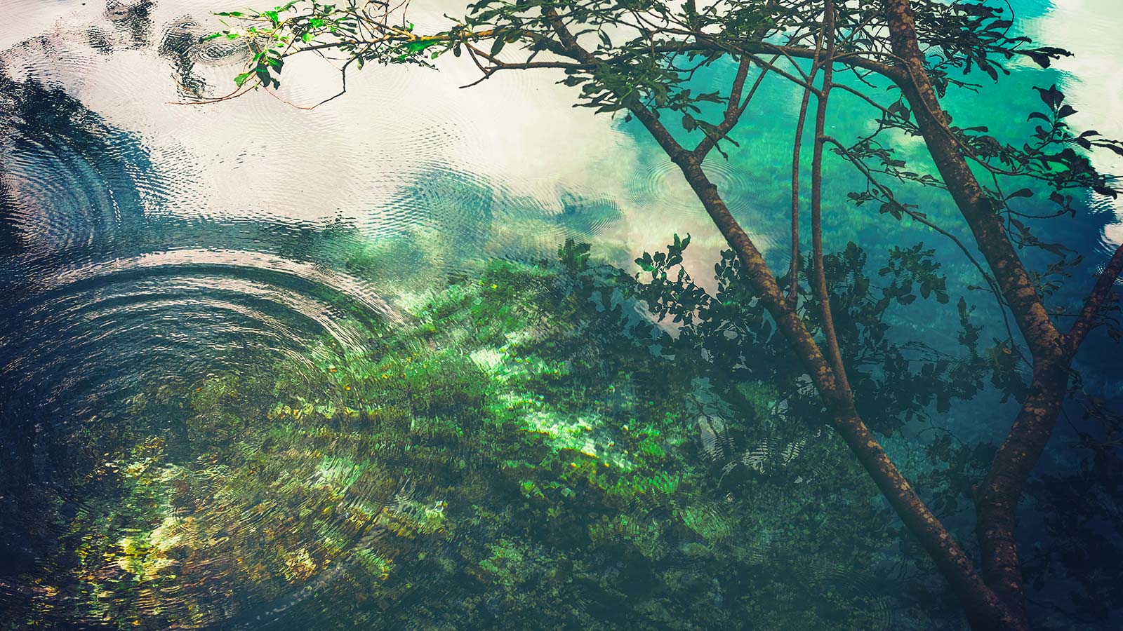 Proper watering techniques for trees and shrubs.