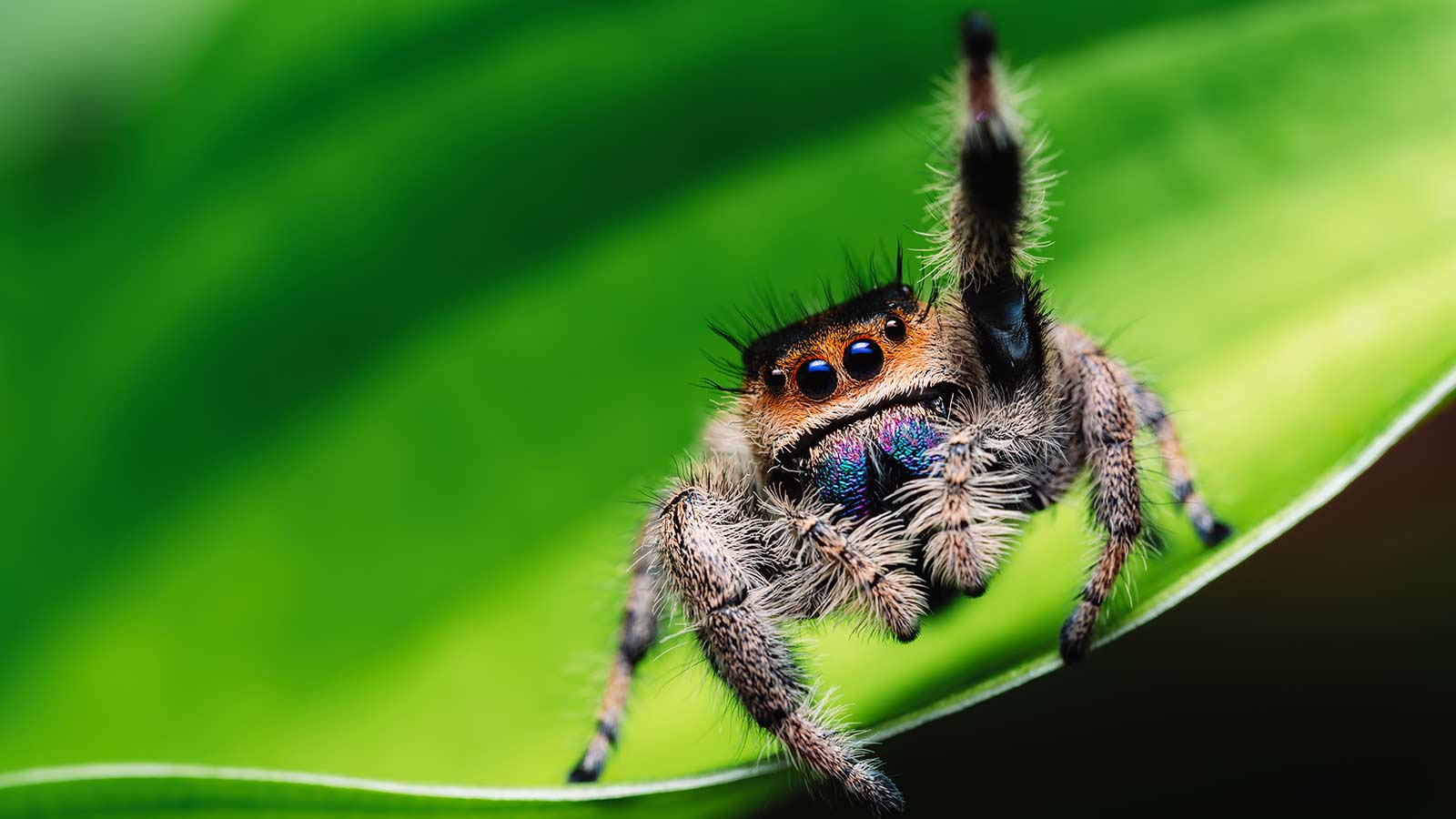 Jumping spider with one leg up, waving hello.