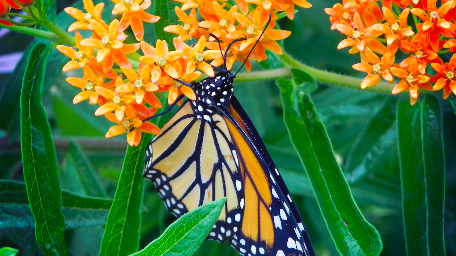 Monarch butterfly perched on a milkweed flower in bloom