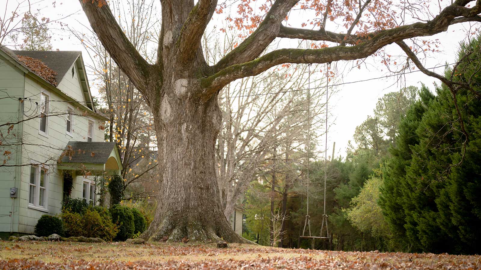 White oak tree with a swing by a house