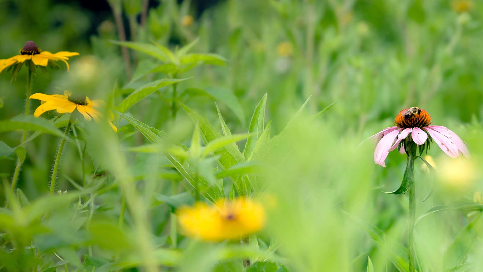 Colorful mix of native prairie flowers and grasses