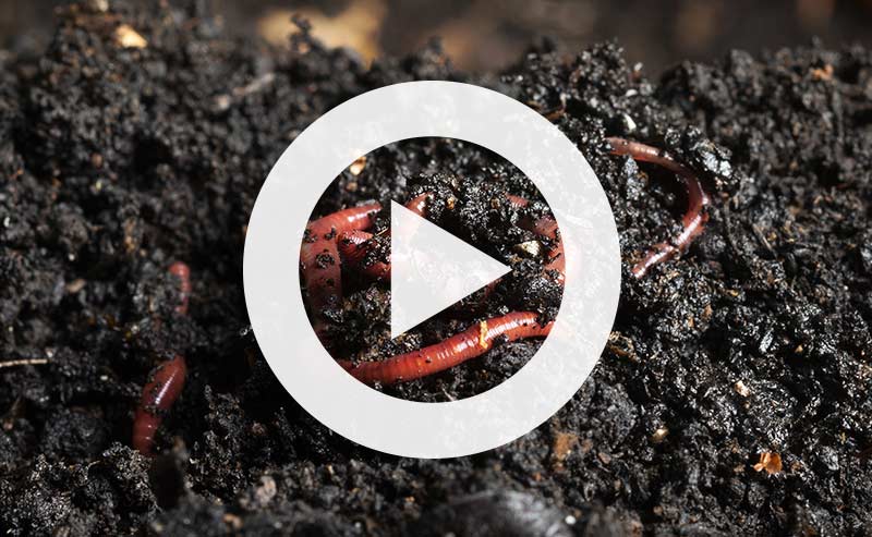 Rich, dark soil teeming with life