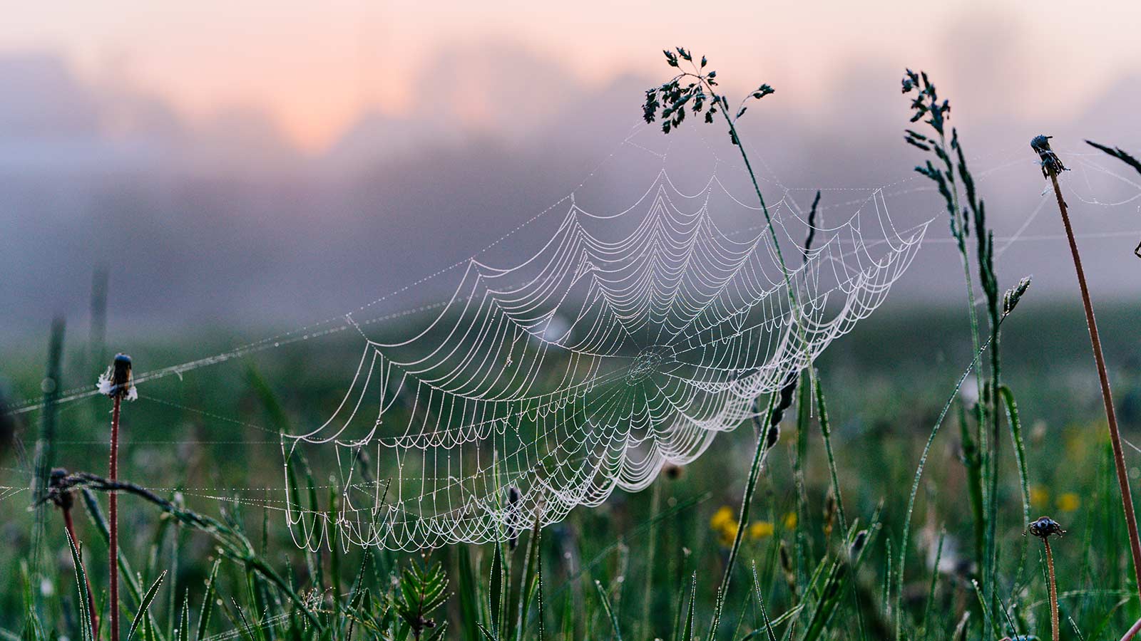 Spider web glistening in a garden at dawn.